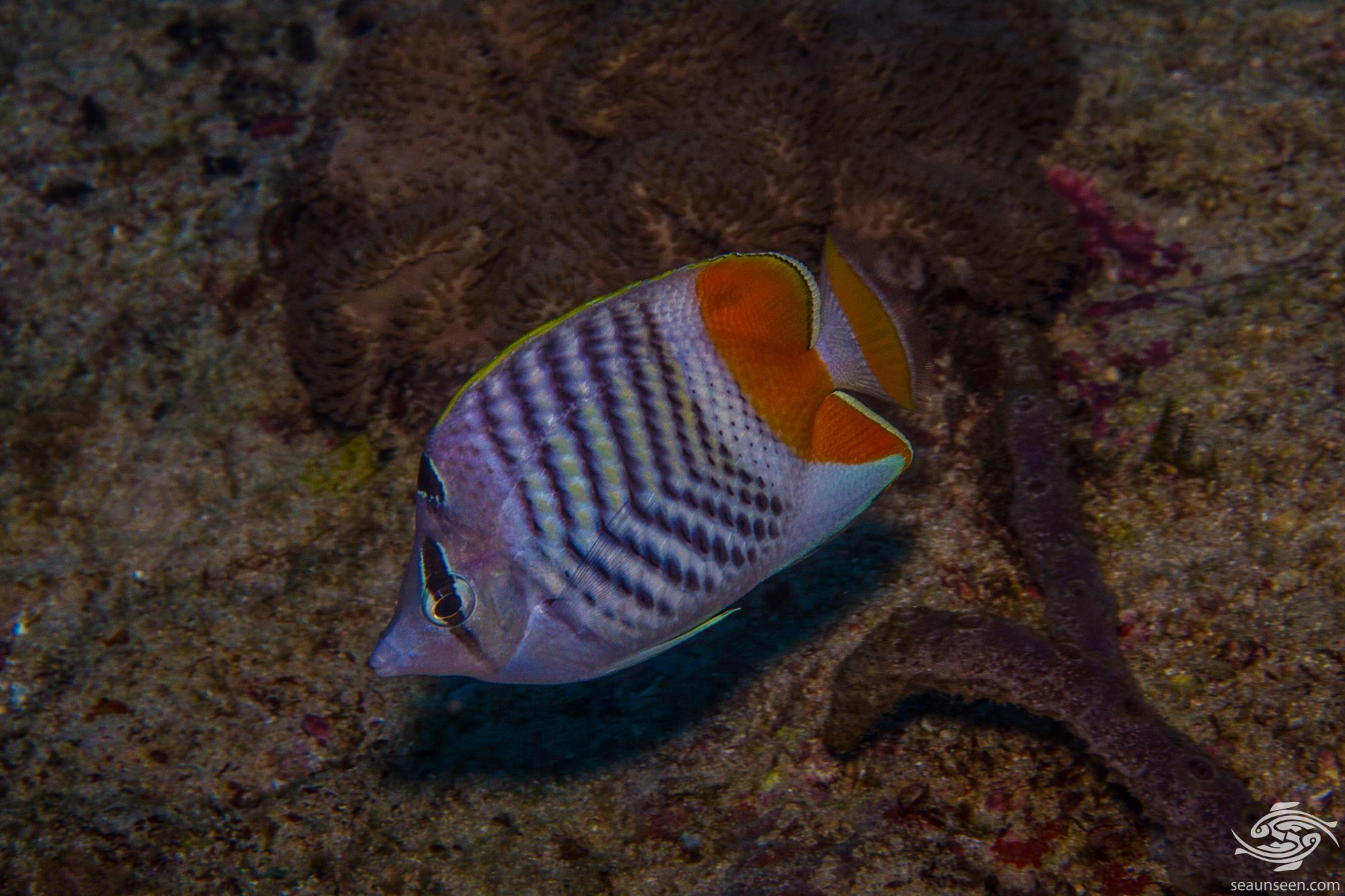 Madagascar Butterfly