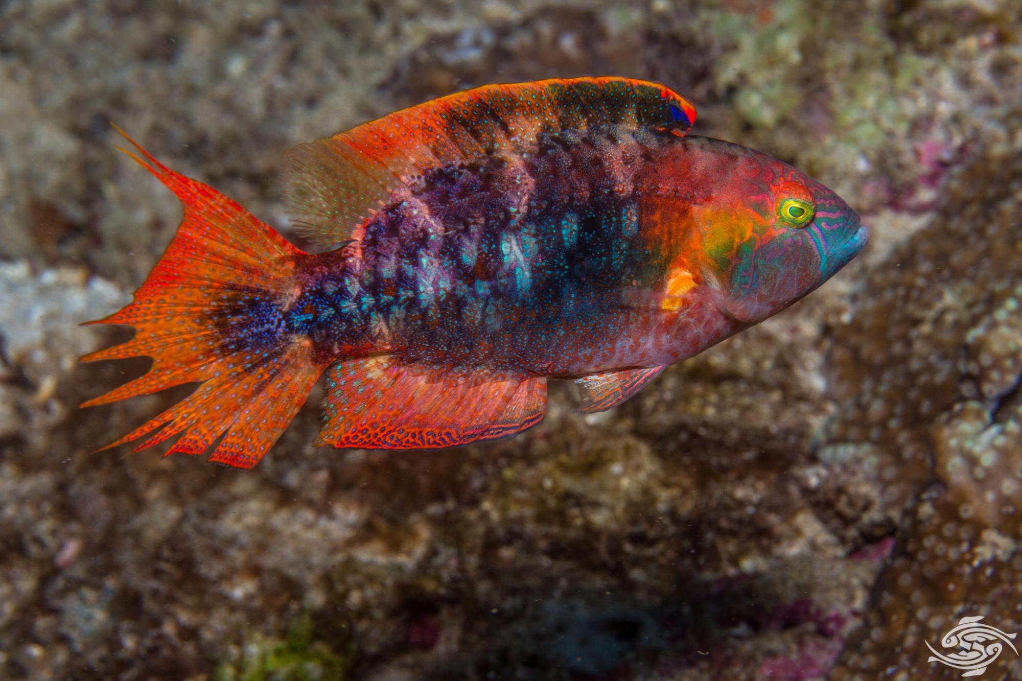 Twinspot Wrasse
