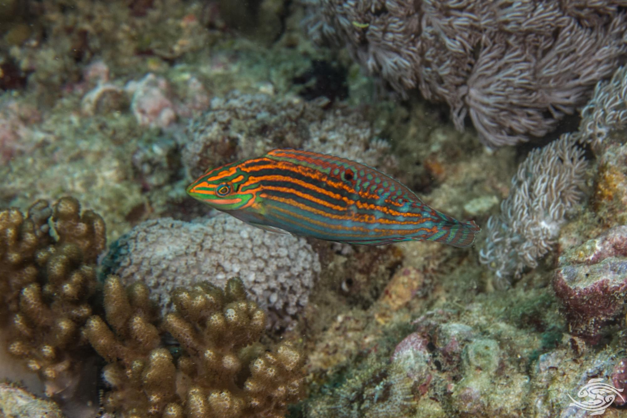 Cosmetic Wrasse