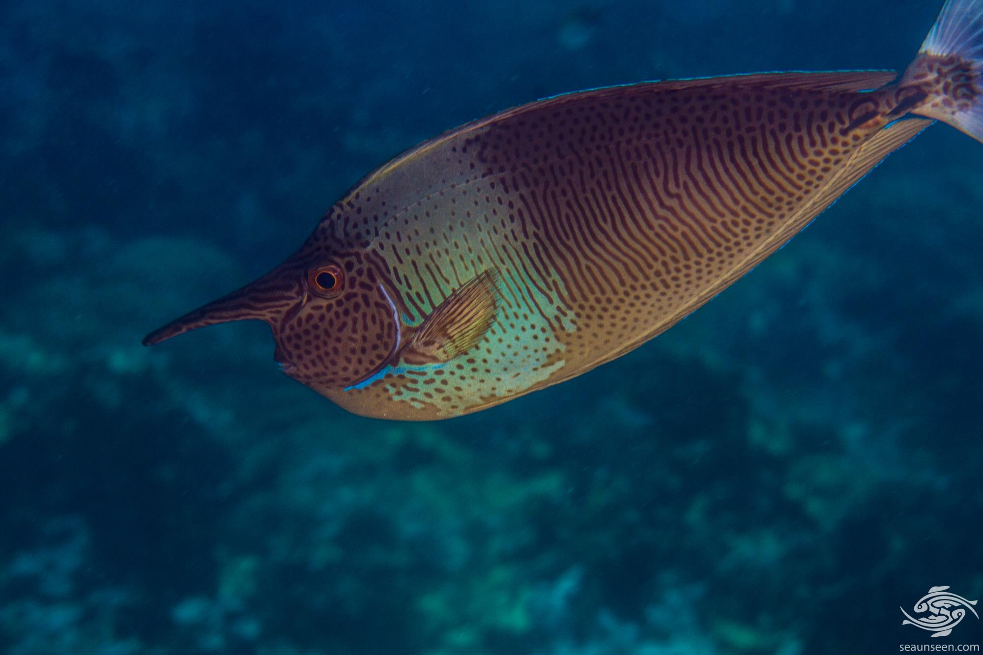 Short-Nosed Tang