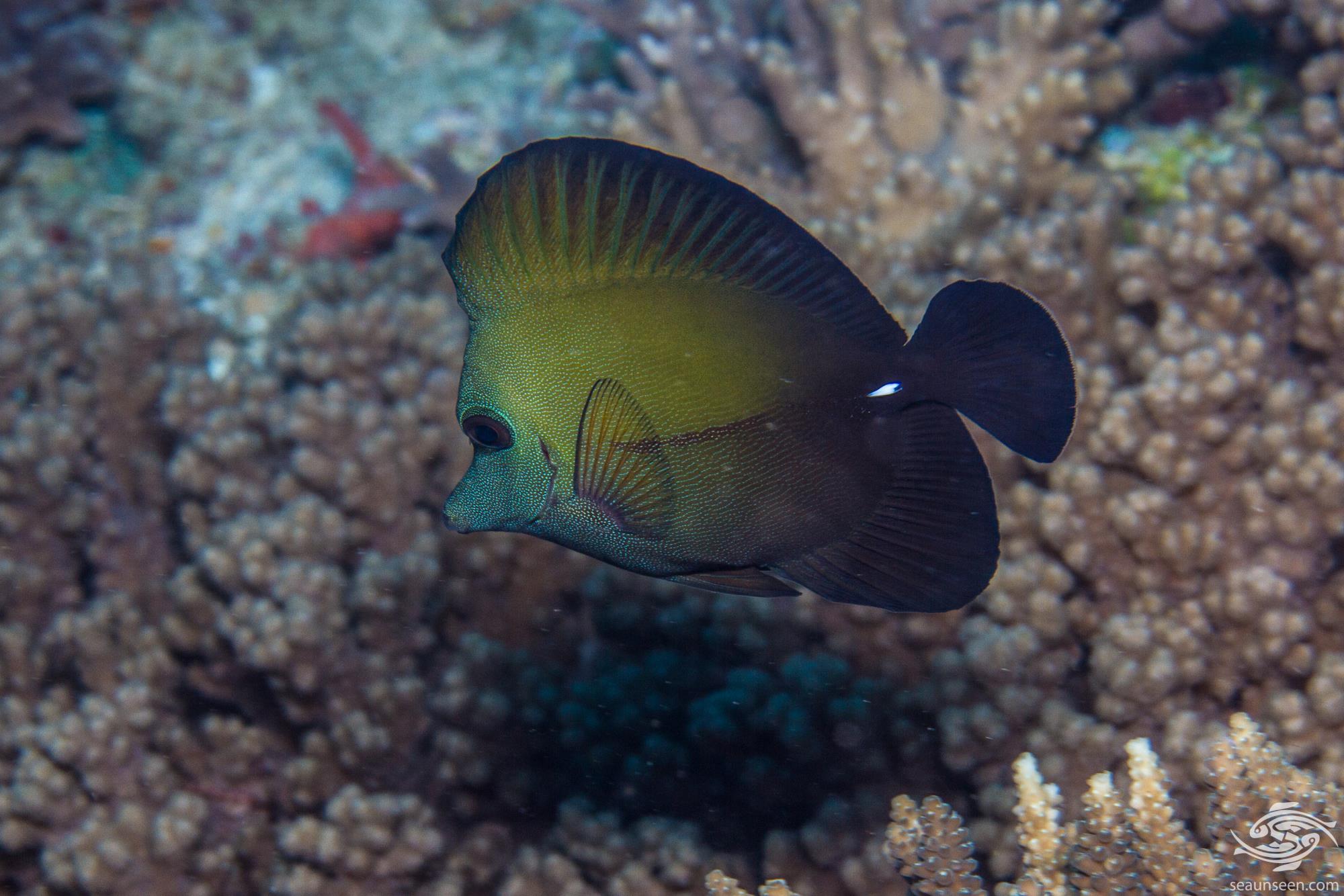 Brown Tang