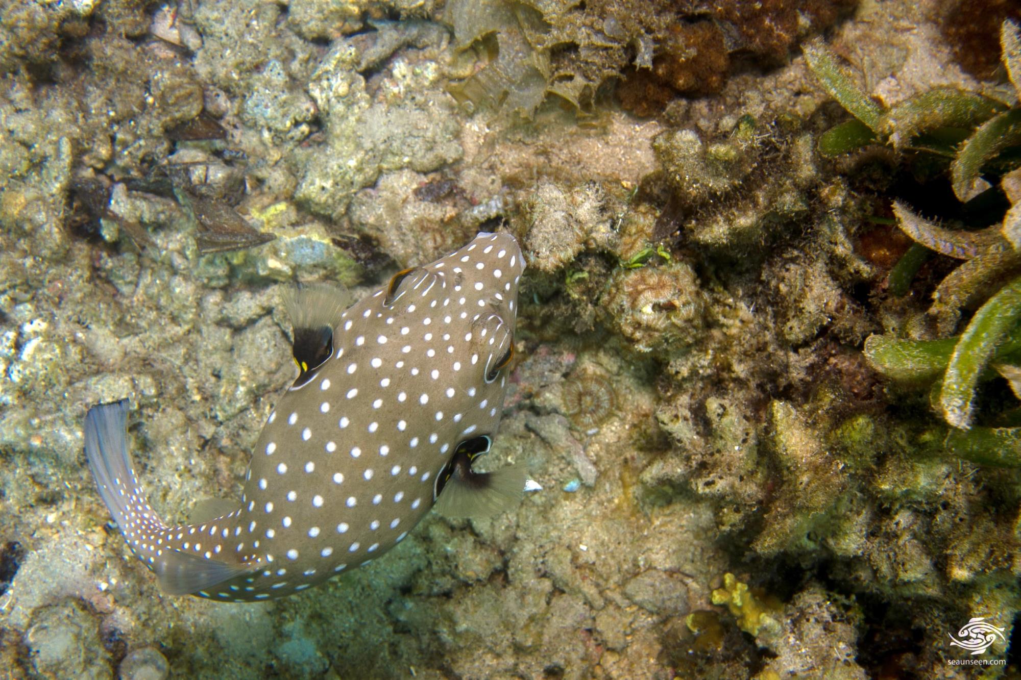 White Spotted Puffer