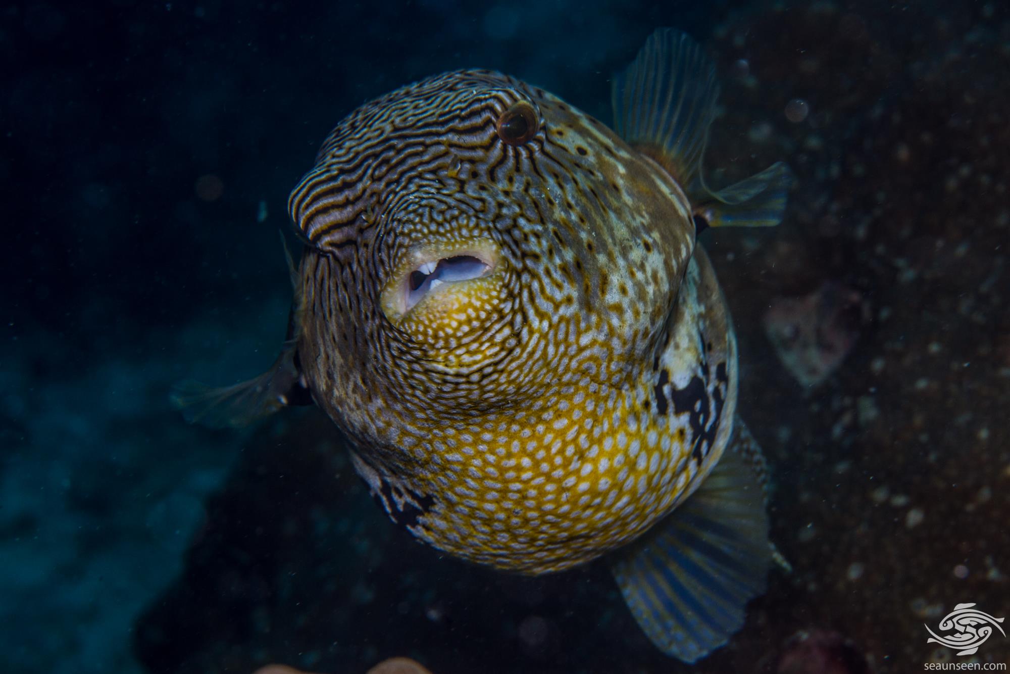 Mapped Puffer
