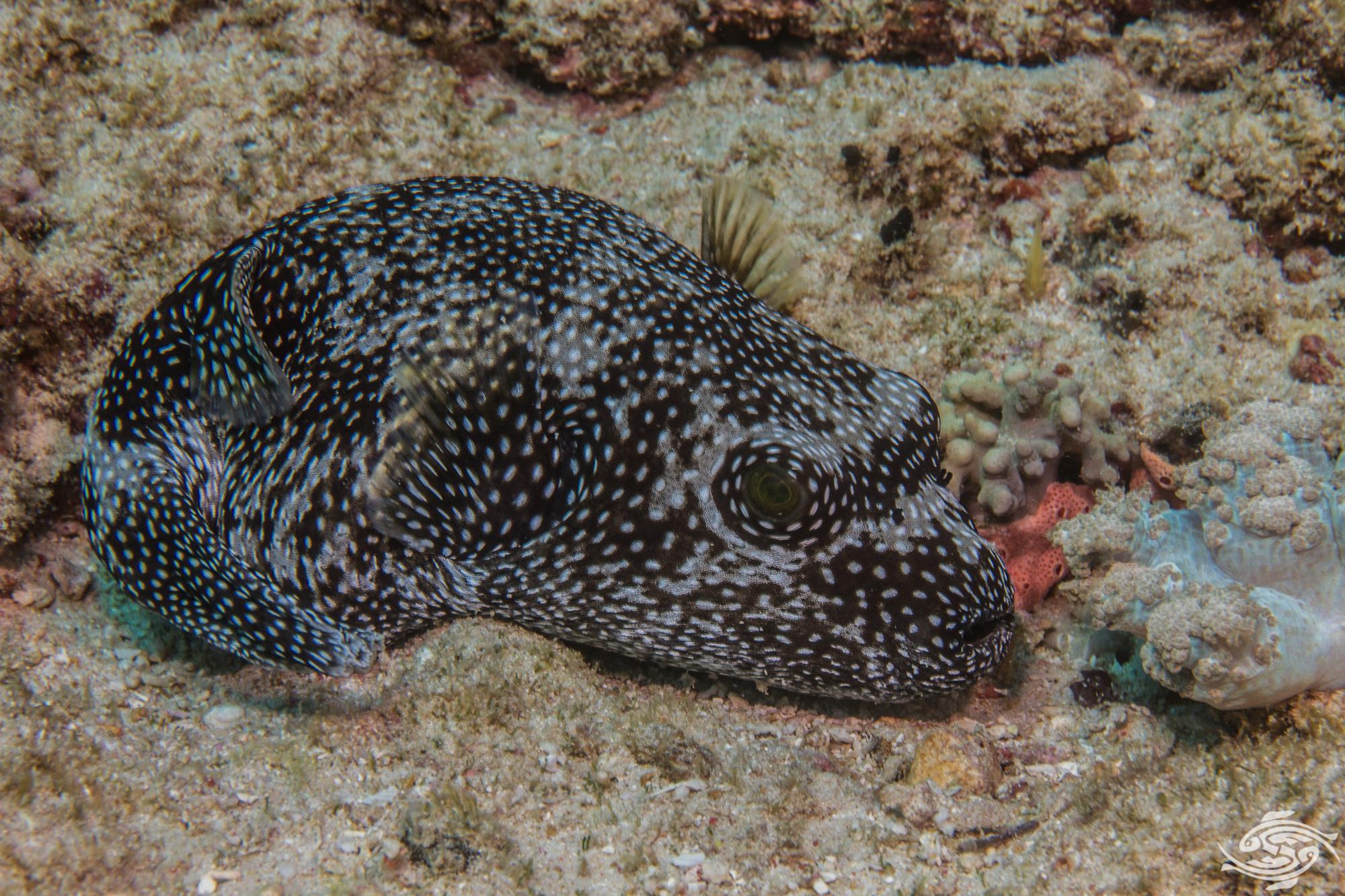 Stippled Puffer