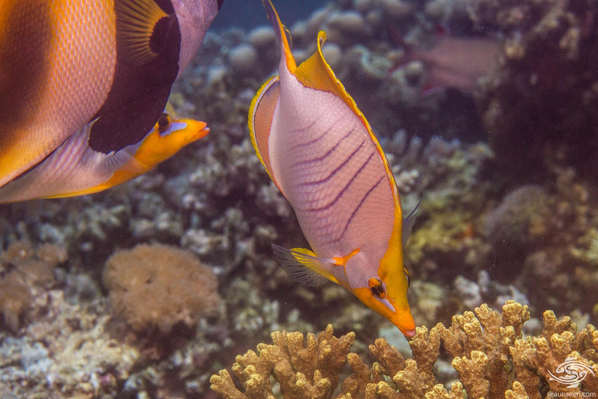 Yellowhead Butterfly