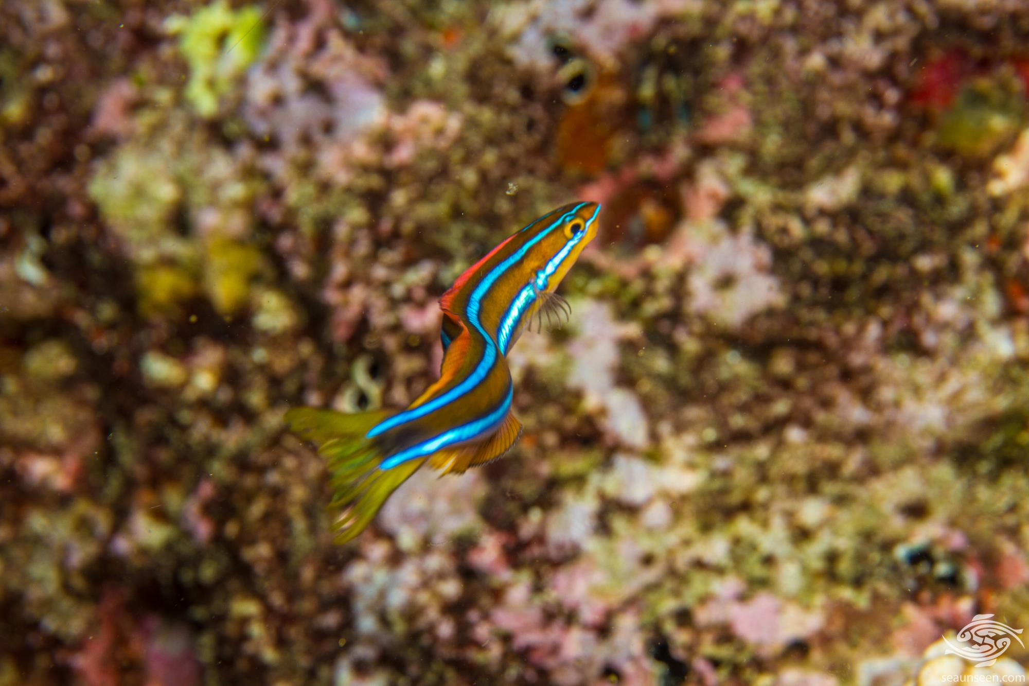 Neon Goby