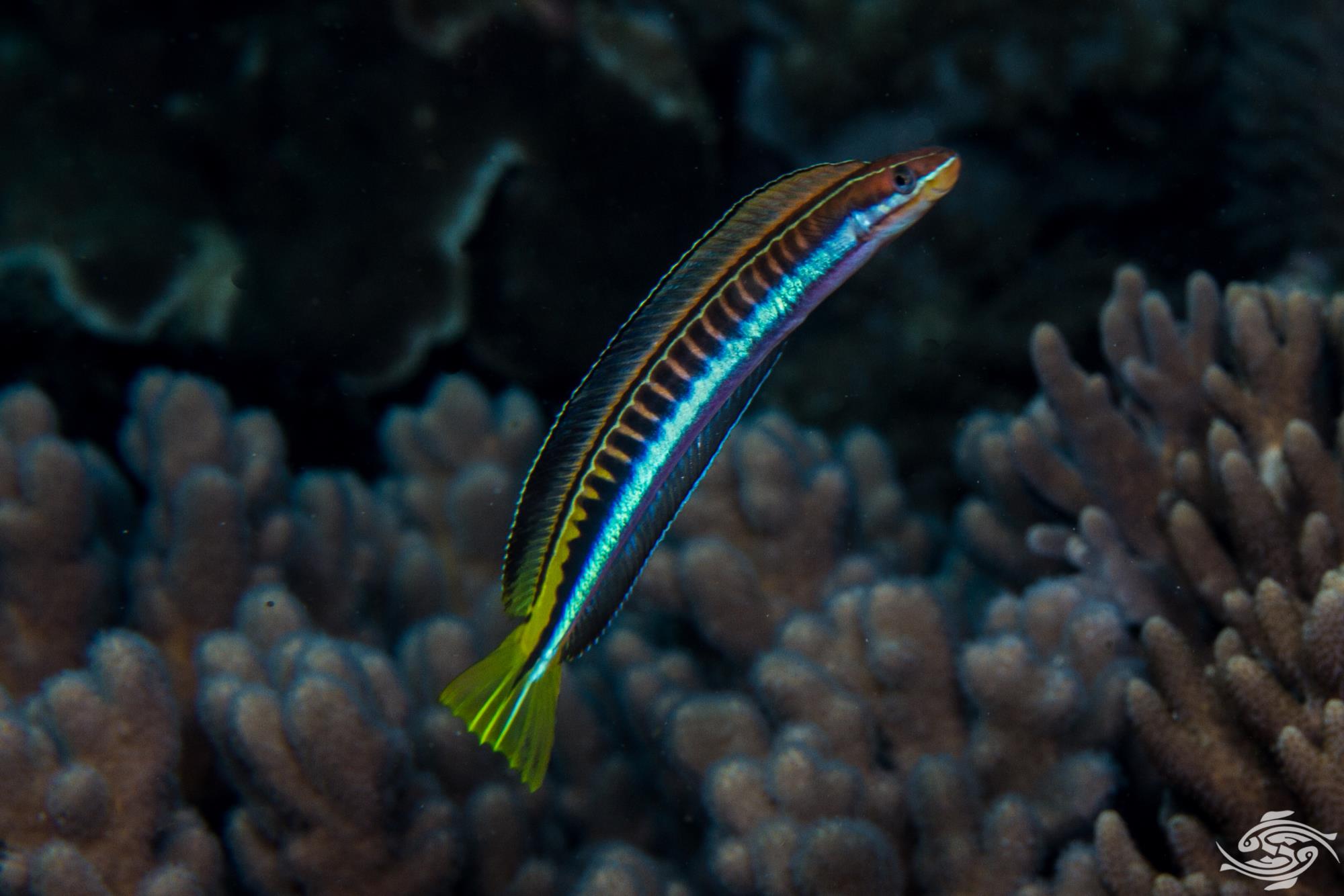 Snake Goby