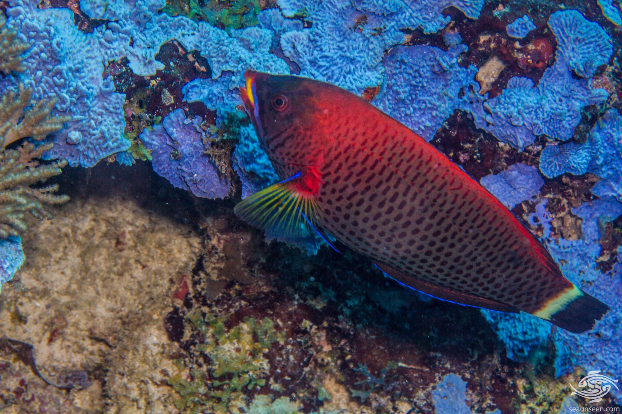 Chiseltooth Wrasse