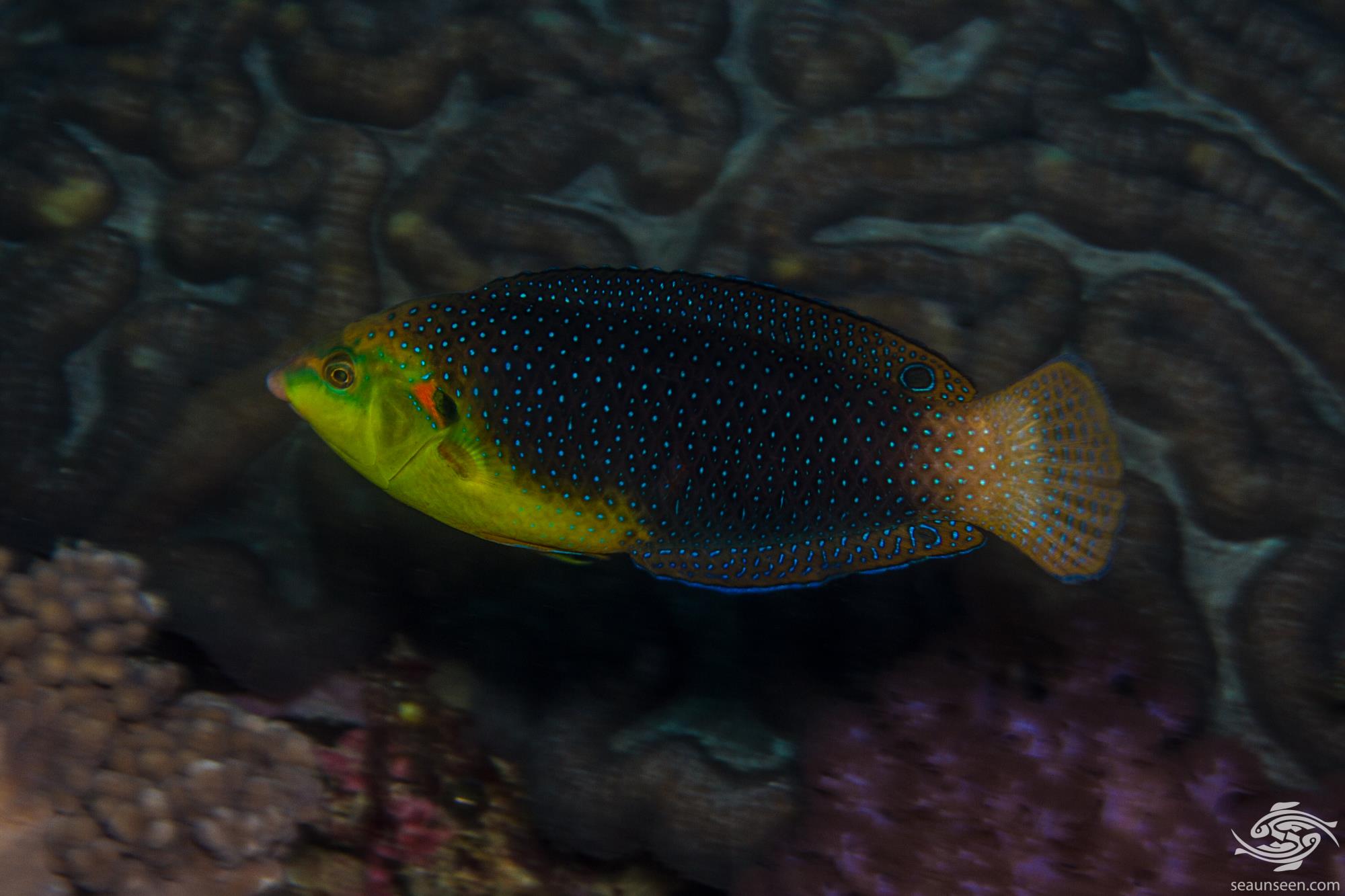 Yellow Belly Wrasse