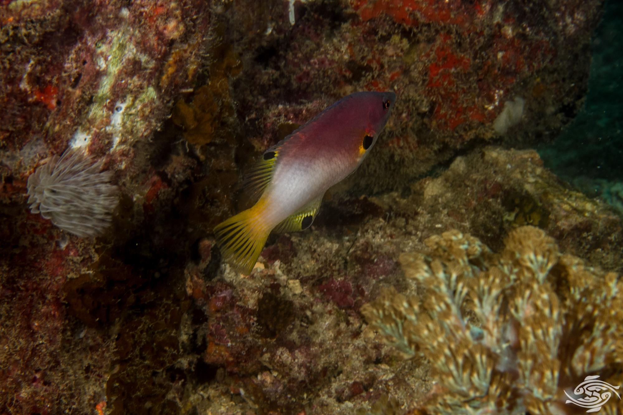 Coral Hogfish