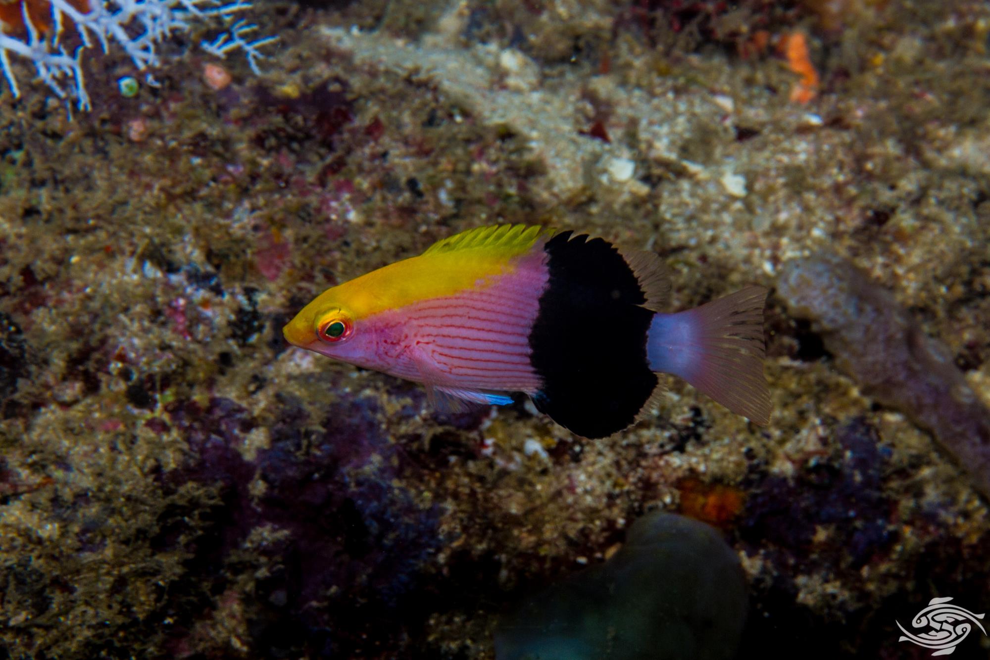 Crescent Banded Hogfish