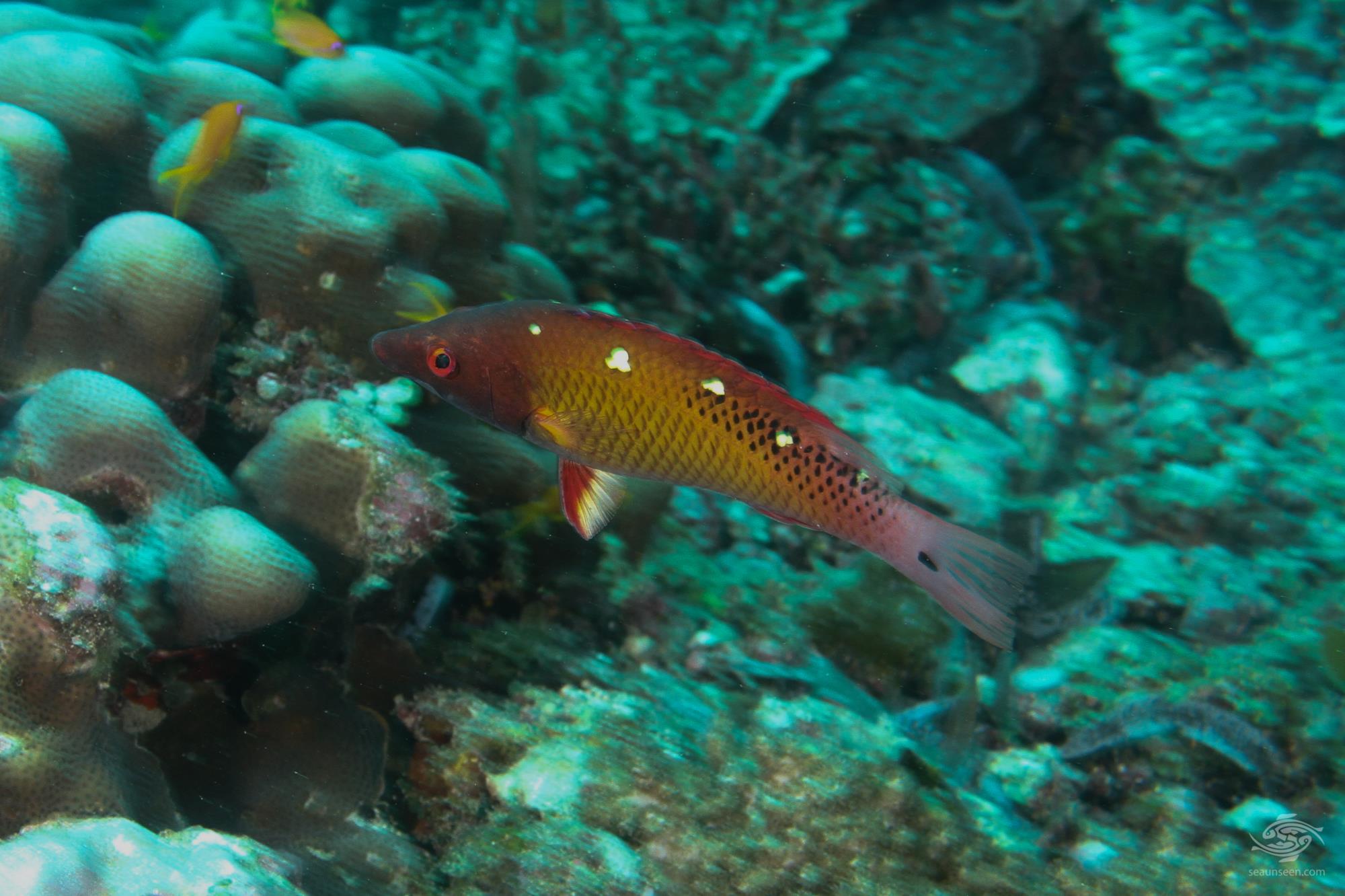 Diana's Hogfish
