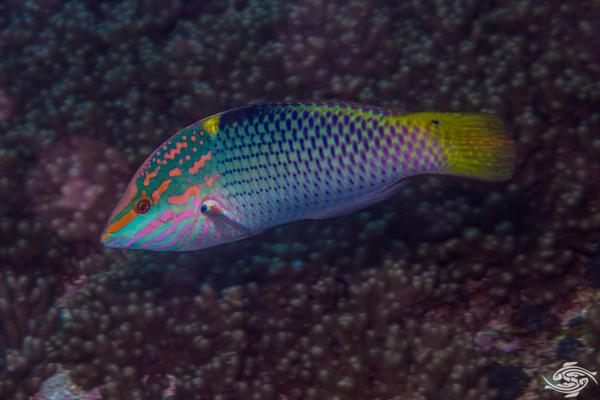 Marble Wrasse