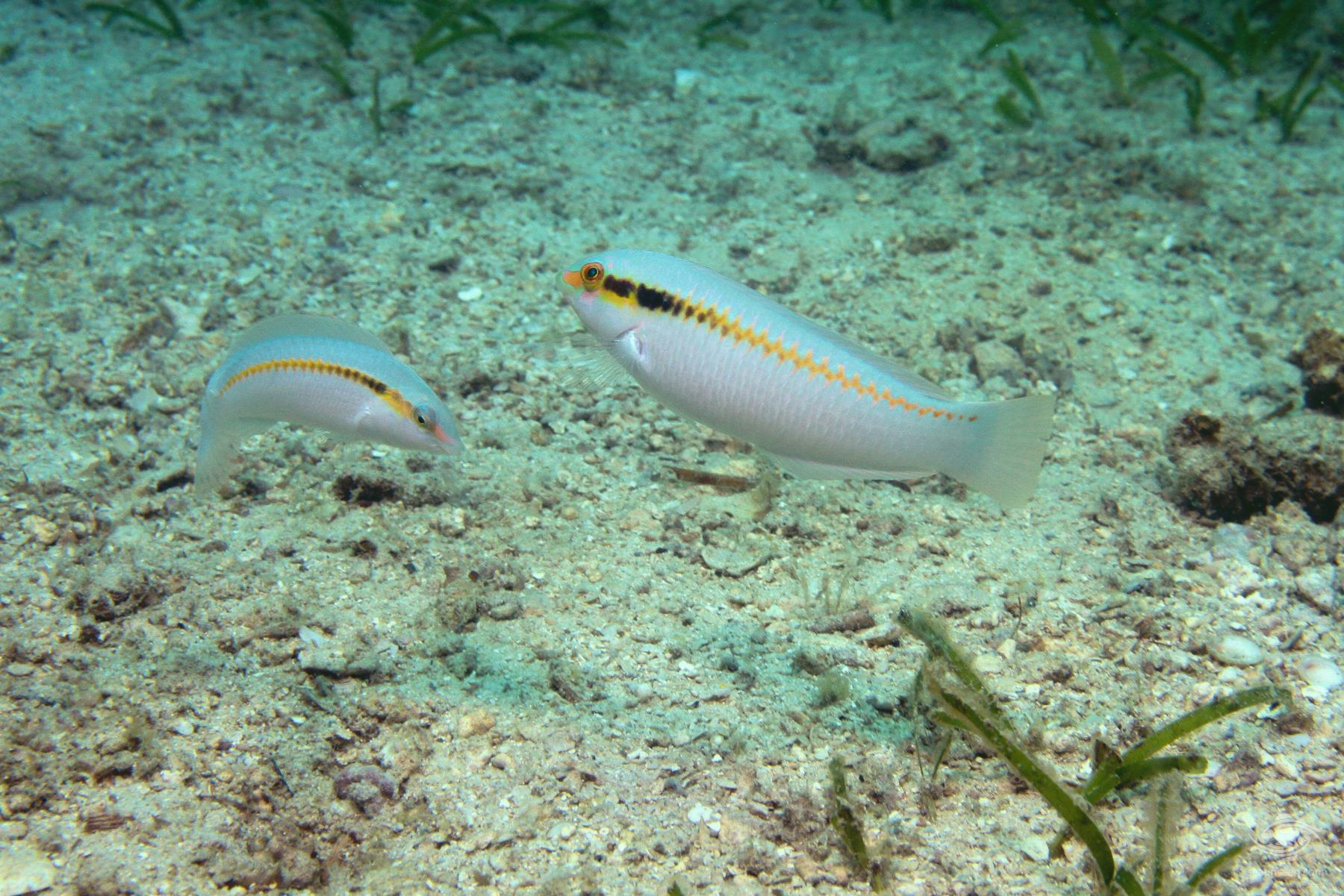 Zigzag Wrasse