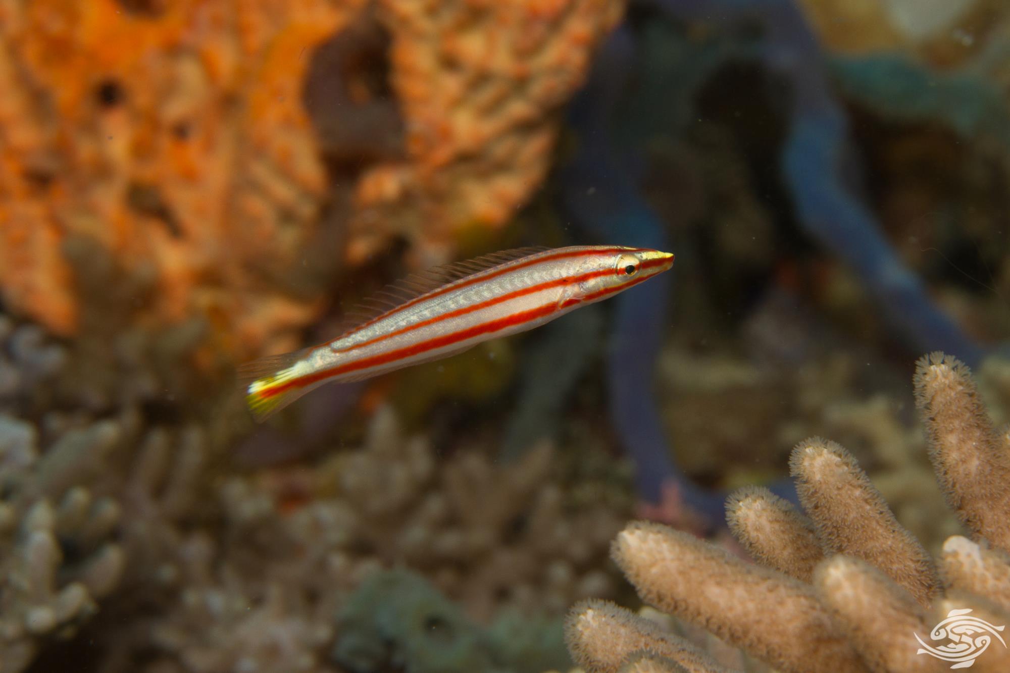 Red Lined Wrasse