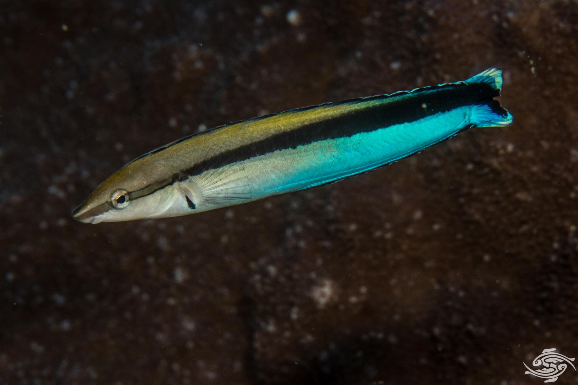 Cleaner Wrasse