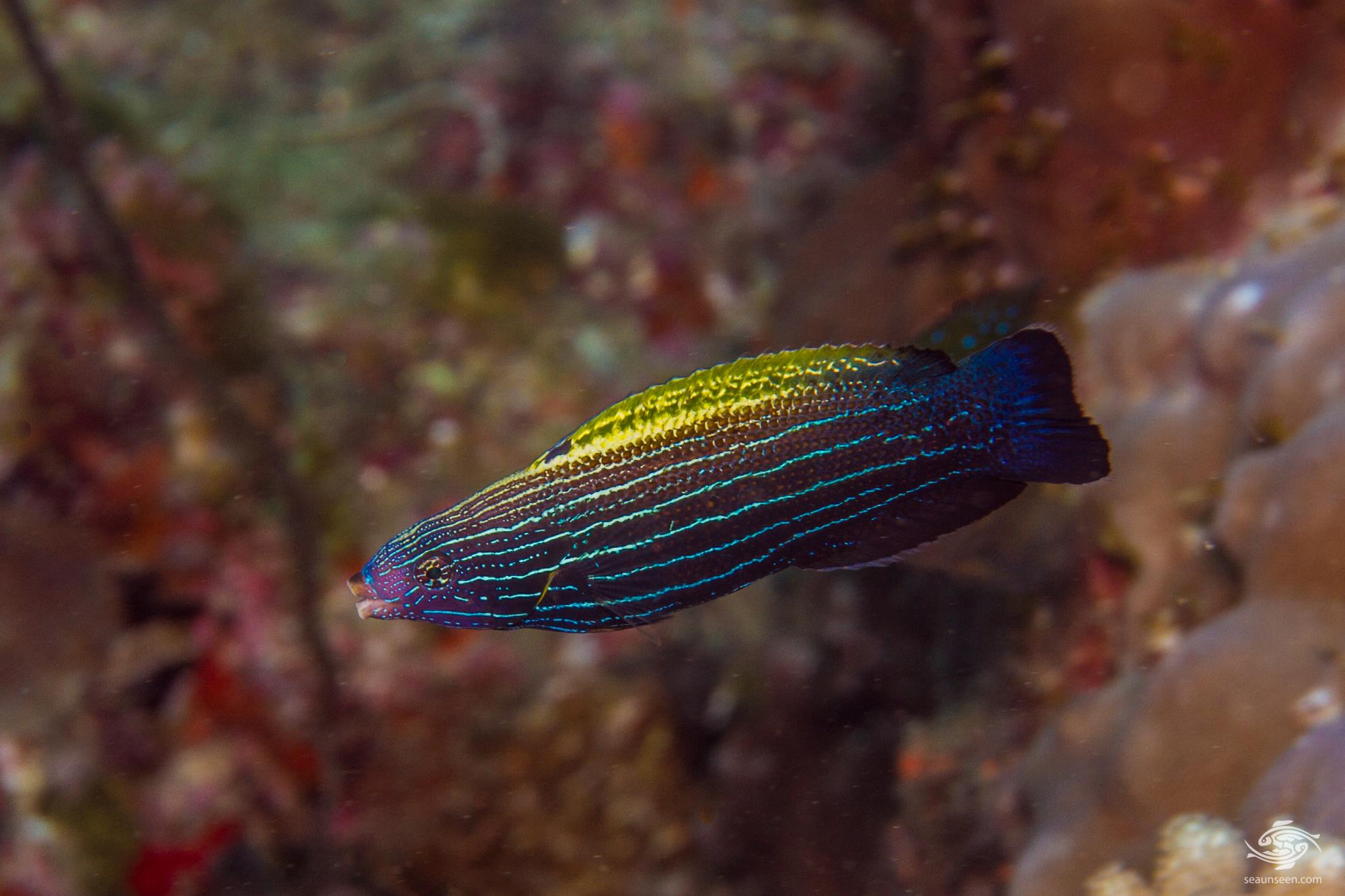 Comet Wrasse