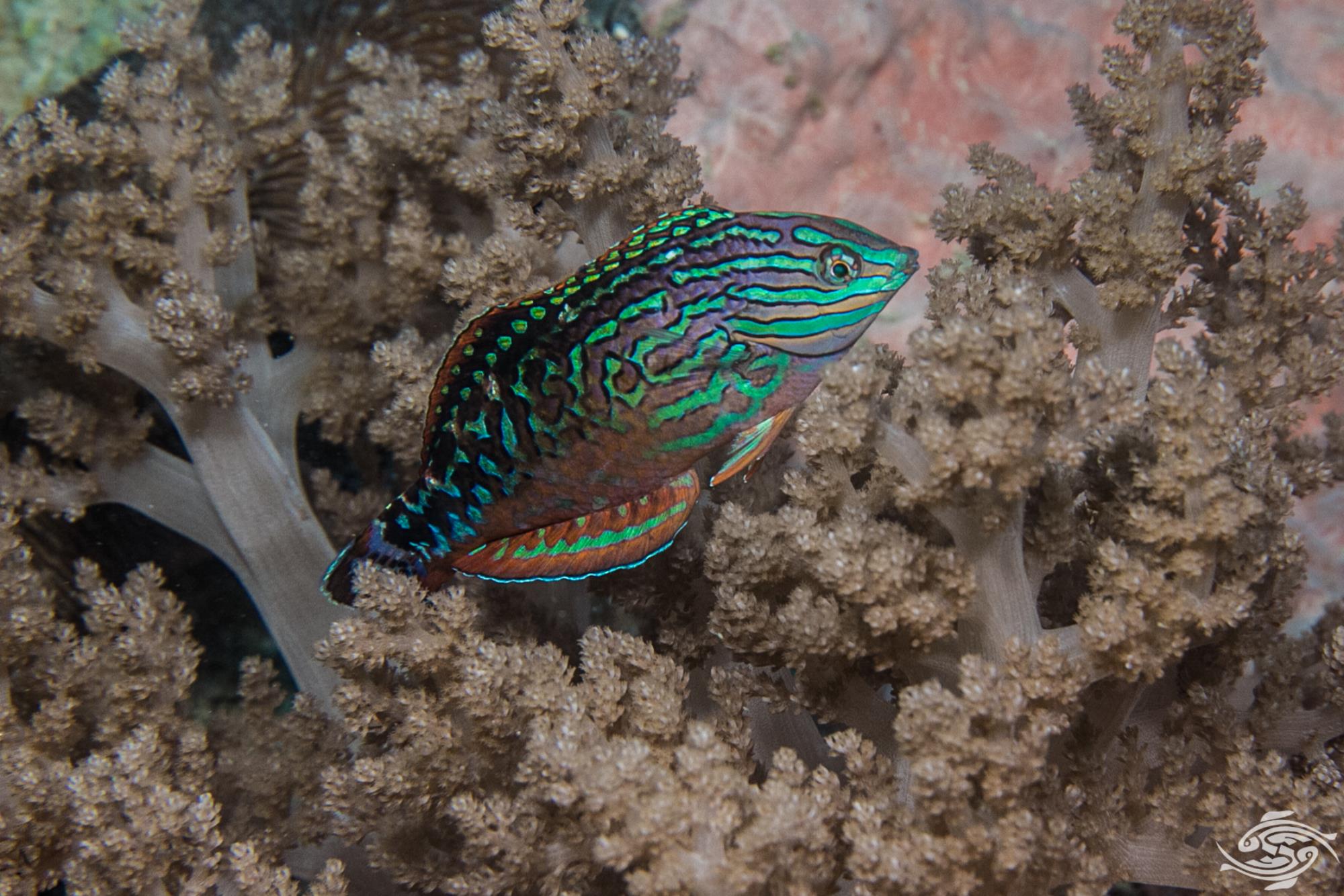 Leopard Wrasse