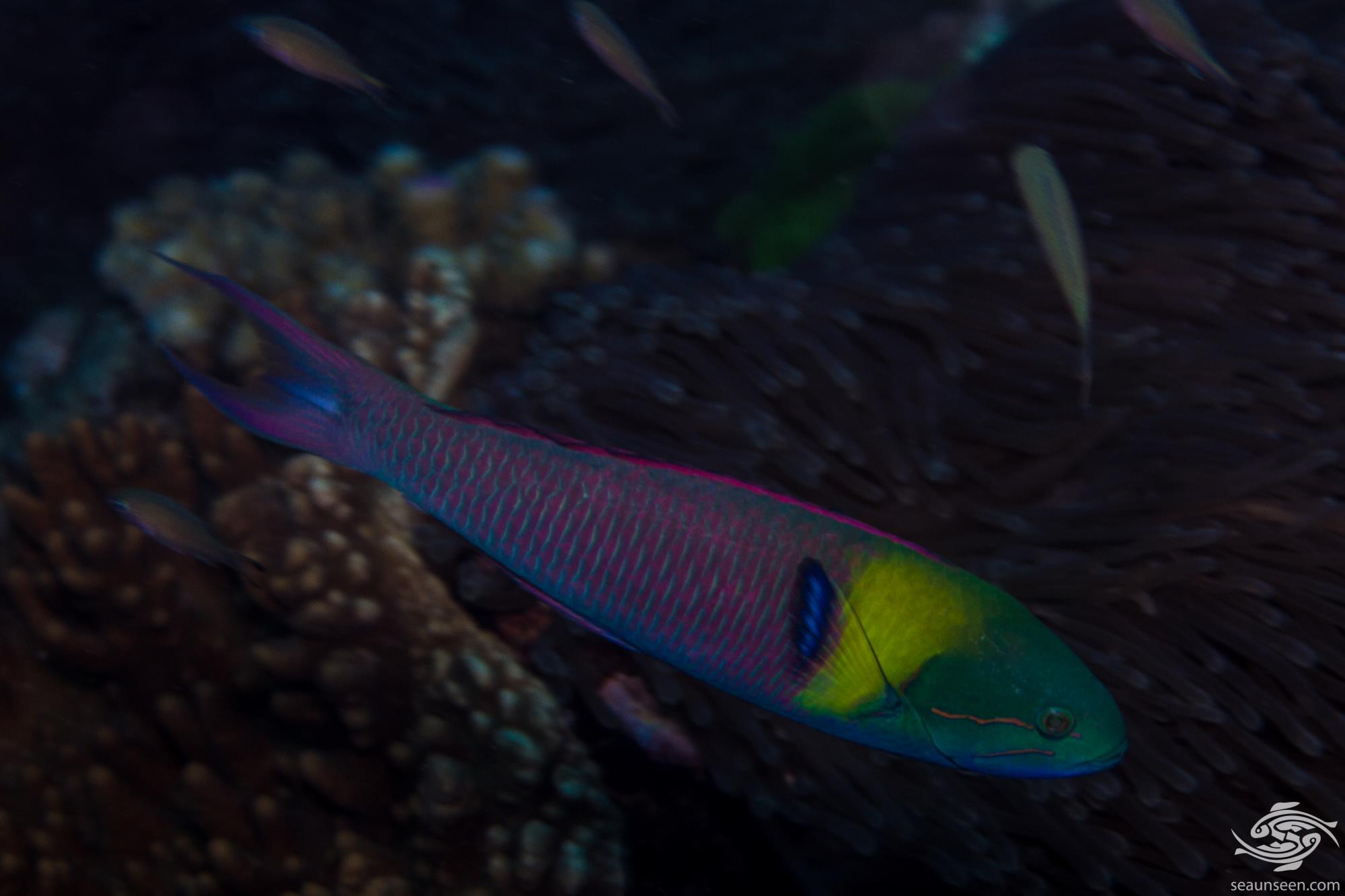 Paddlefin Wrasse