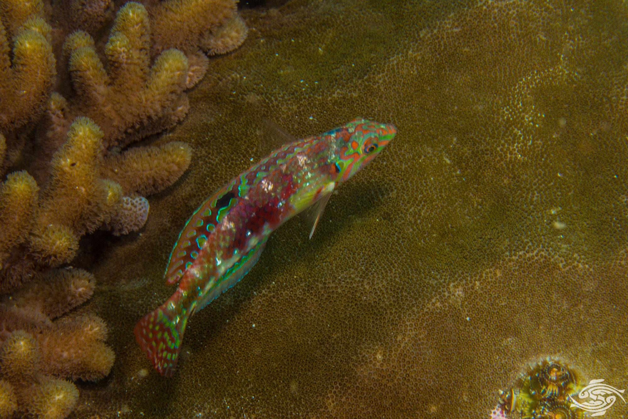Picture Wrasse