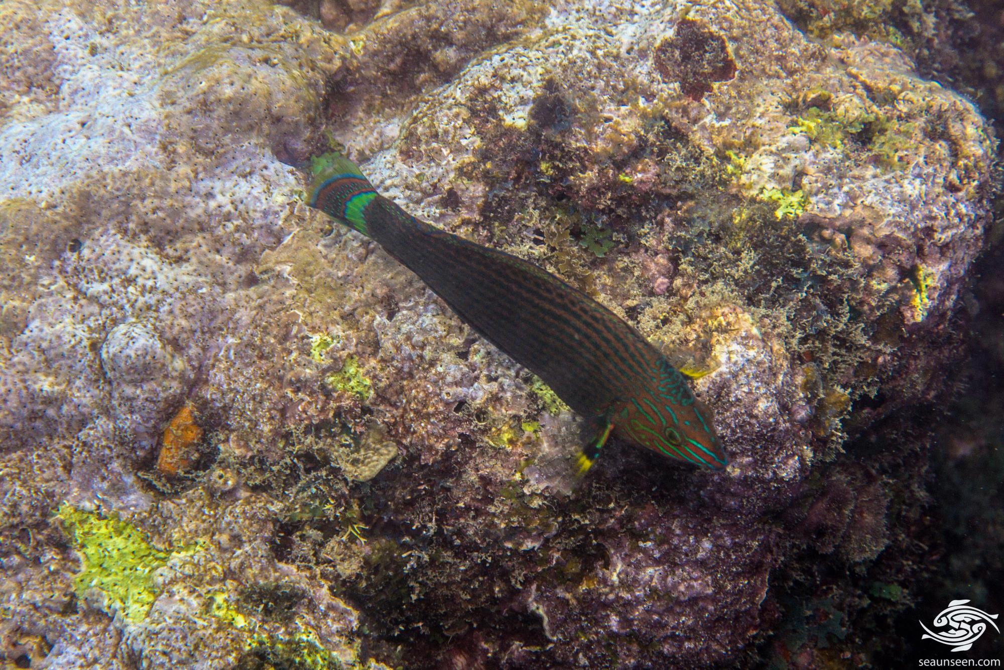 Dusky Wrasse