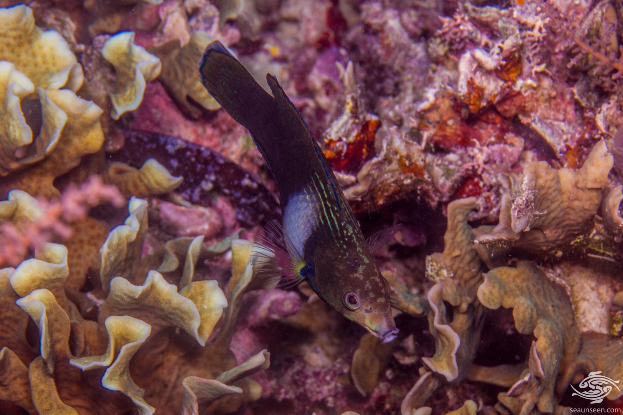 Tubelip Wrasse