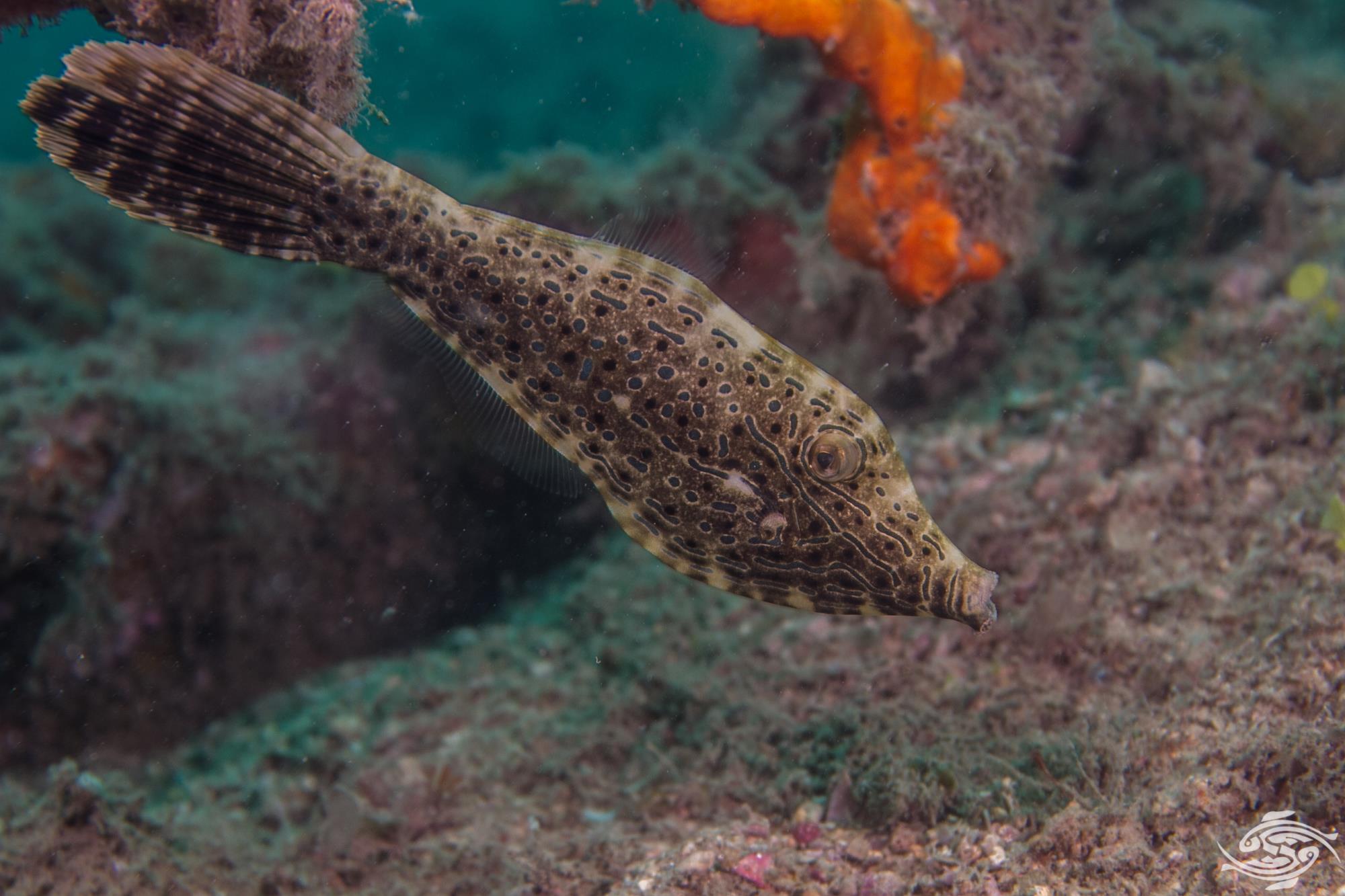 Scripta Filefish
