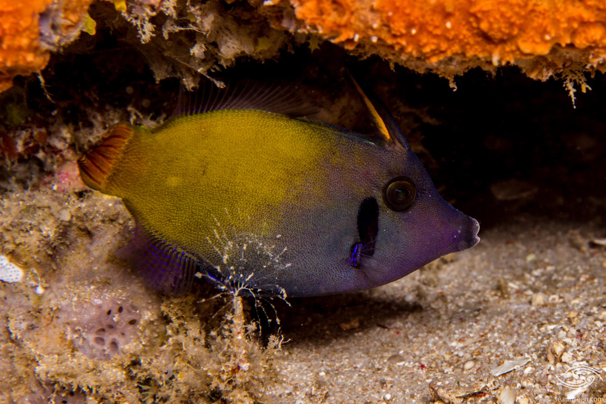 Red Tail Filefish
