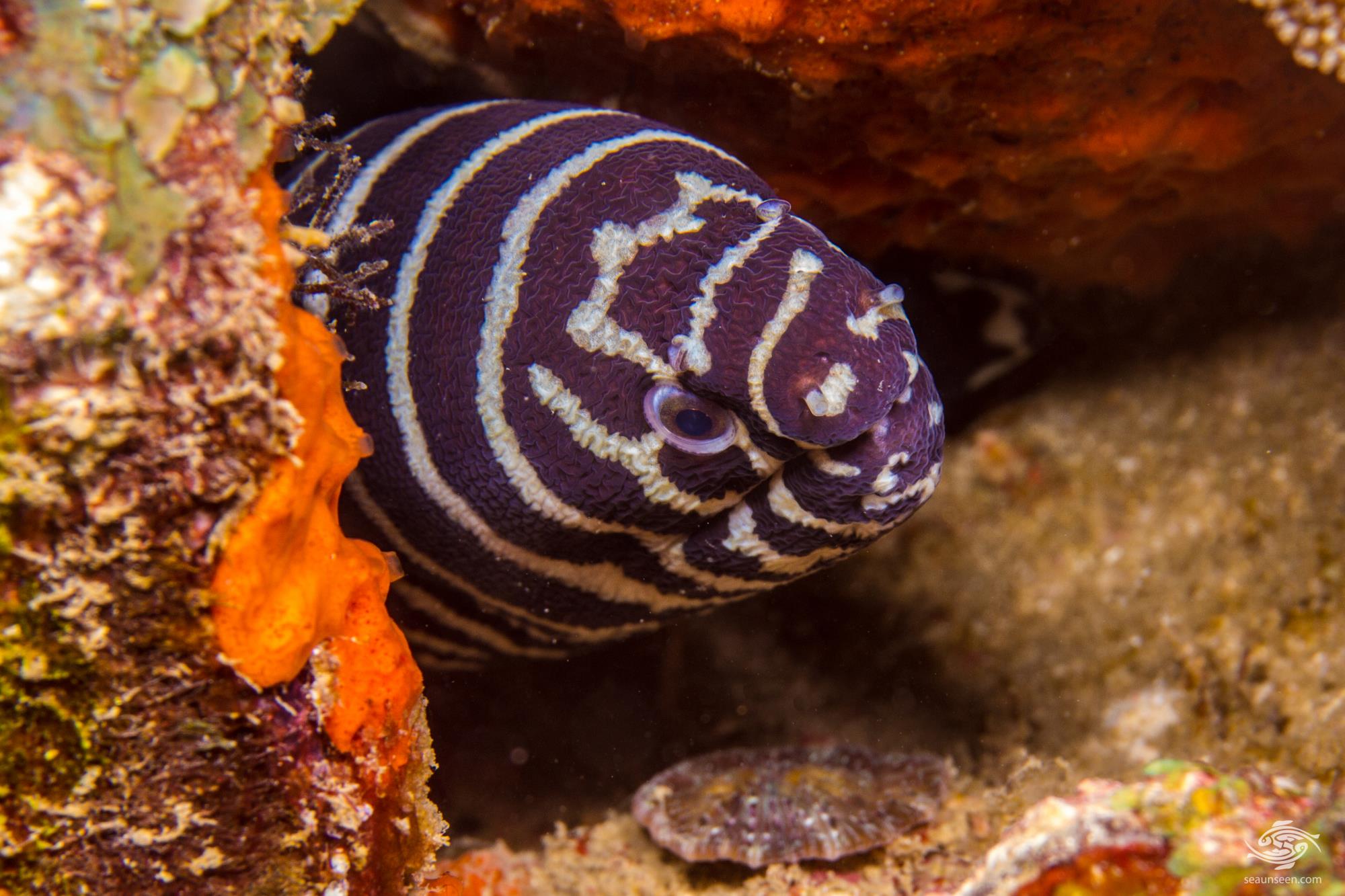 Zebra Moray