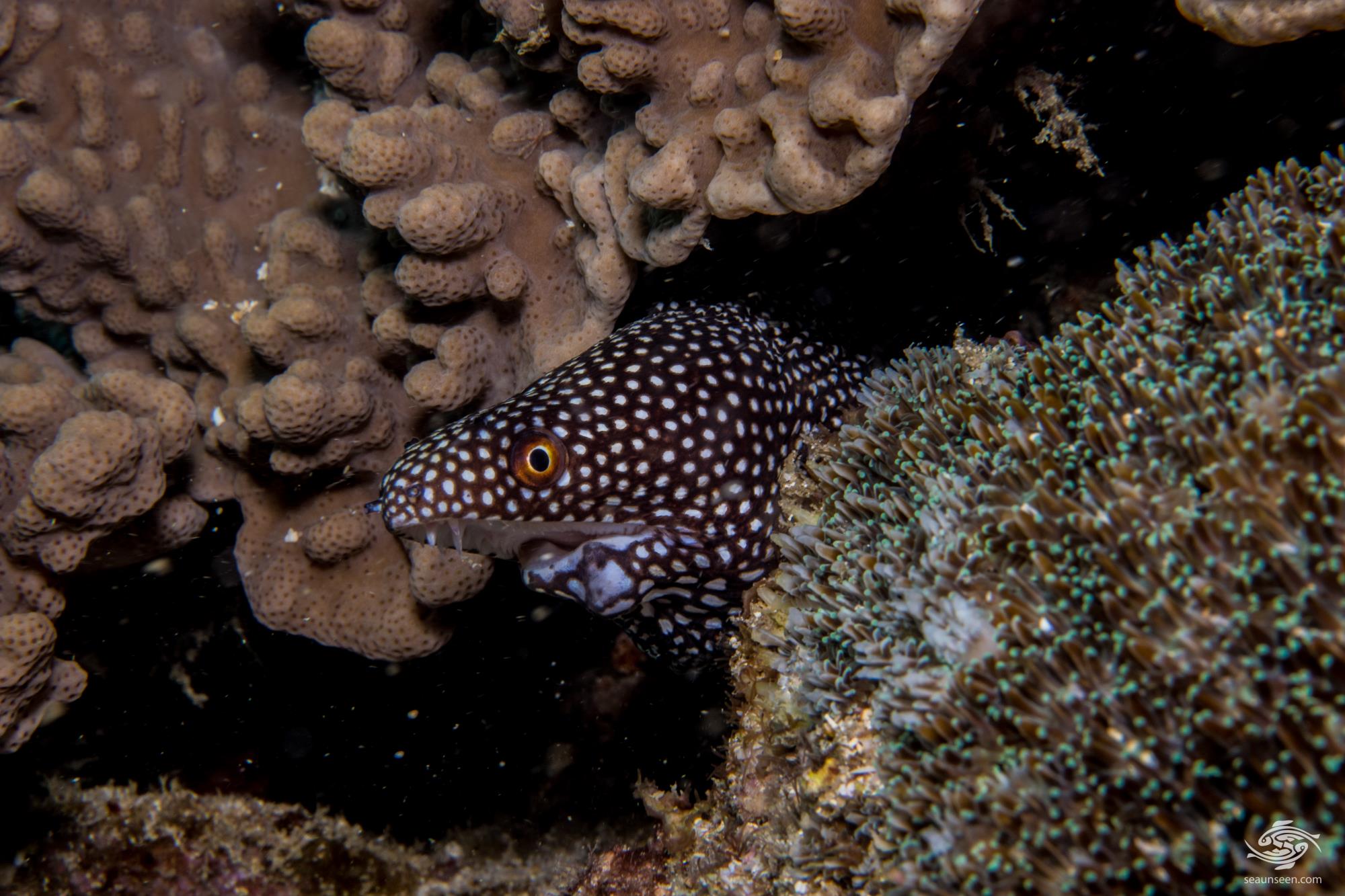 Pearl Moray