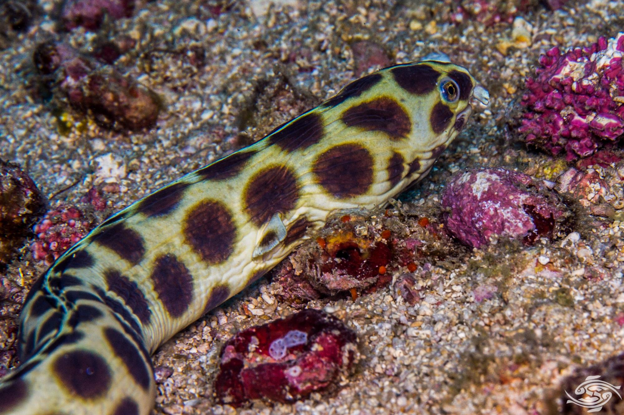Occelated Snake Eel
