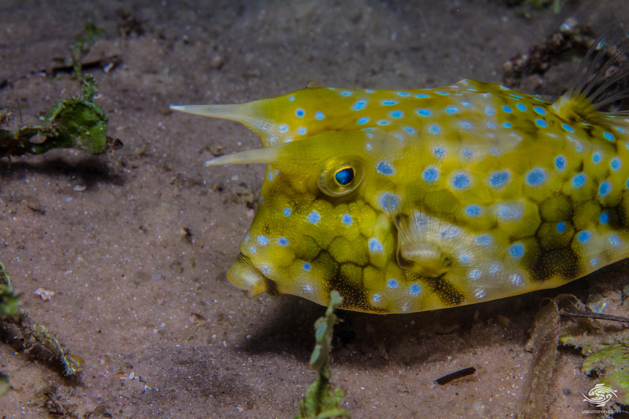 Long Horned Cowfish