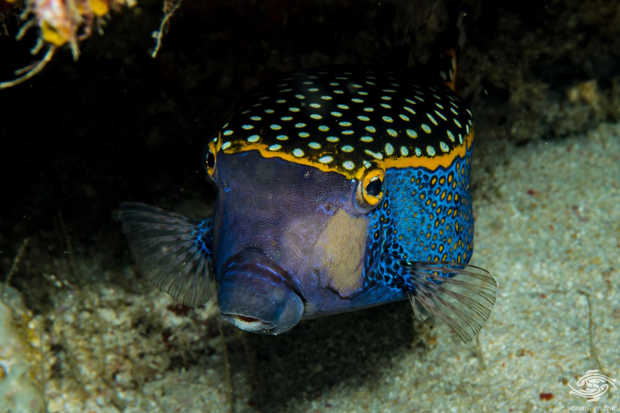 Blue Spotted Boxfish