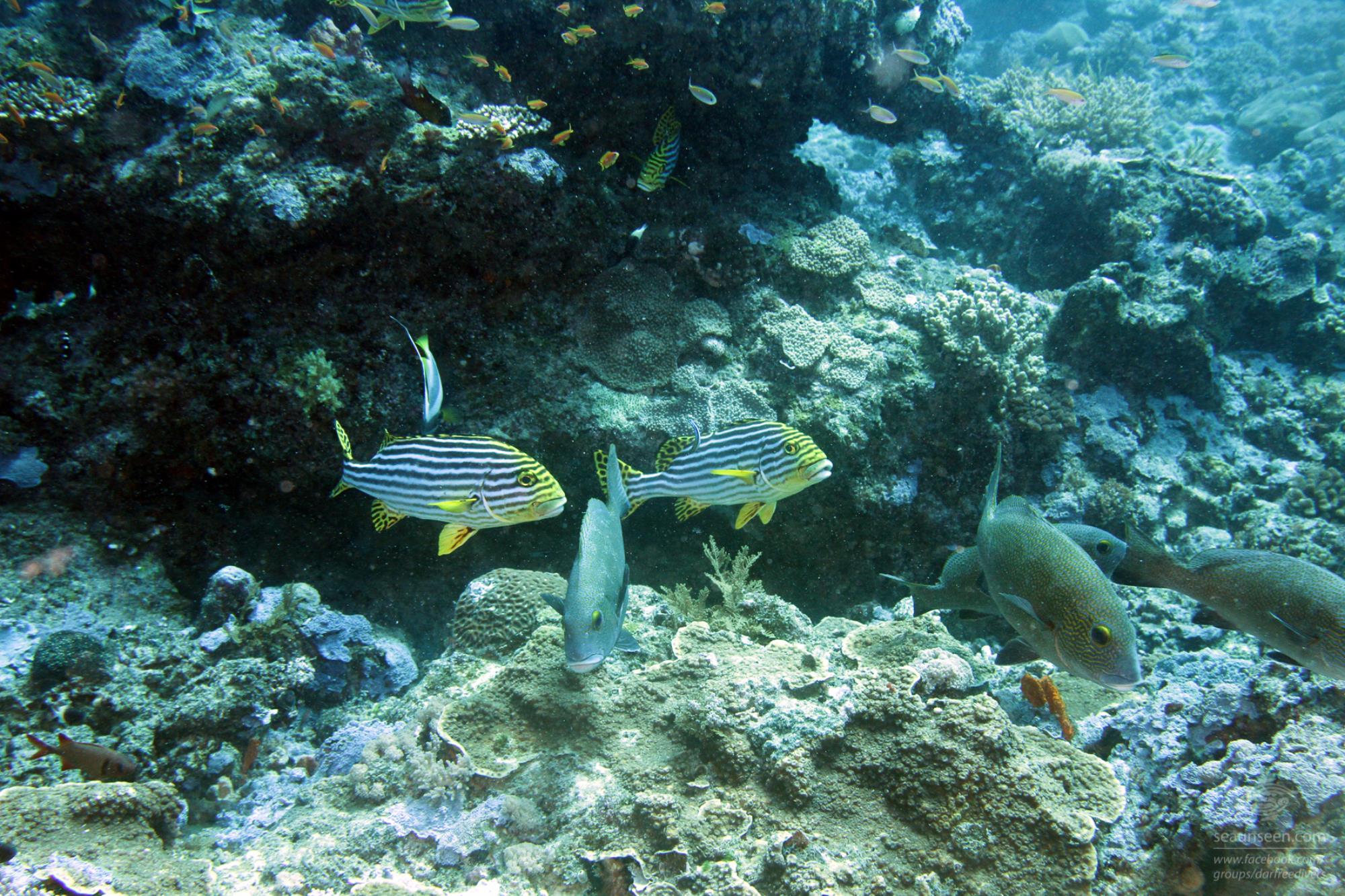 Oriental Sweetlips
