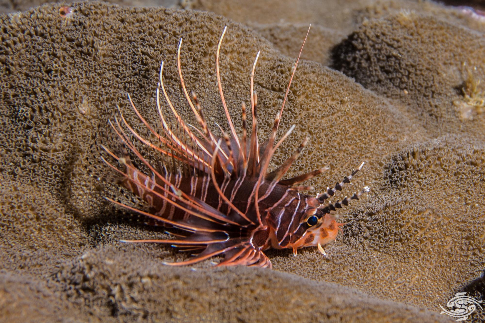 Spotfin Lion