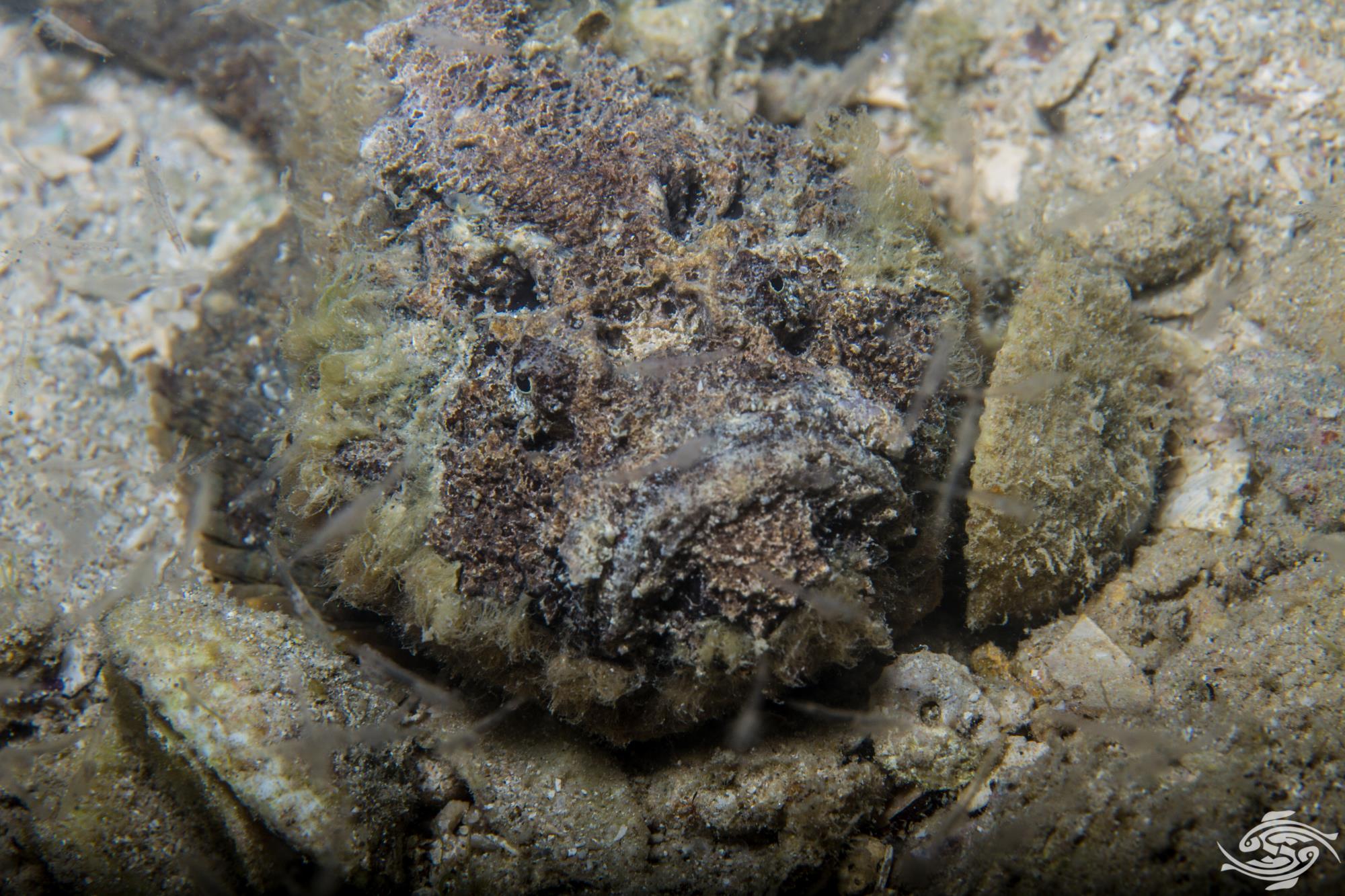 Synaceia Verucosa