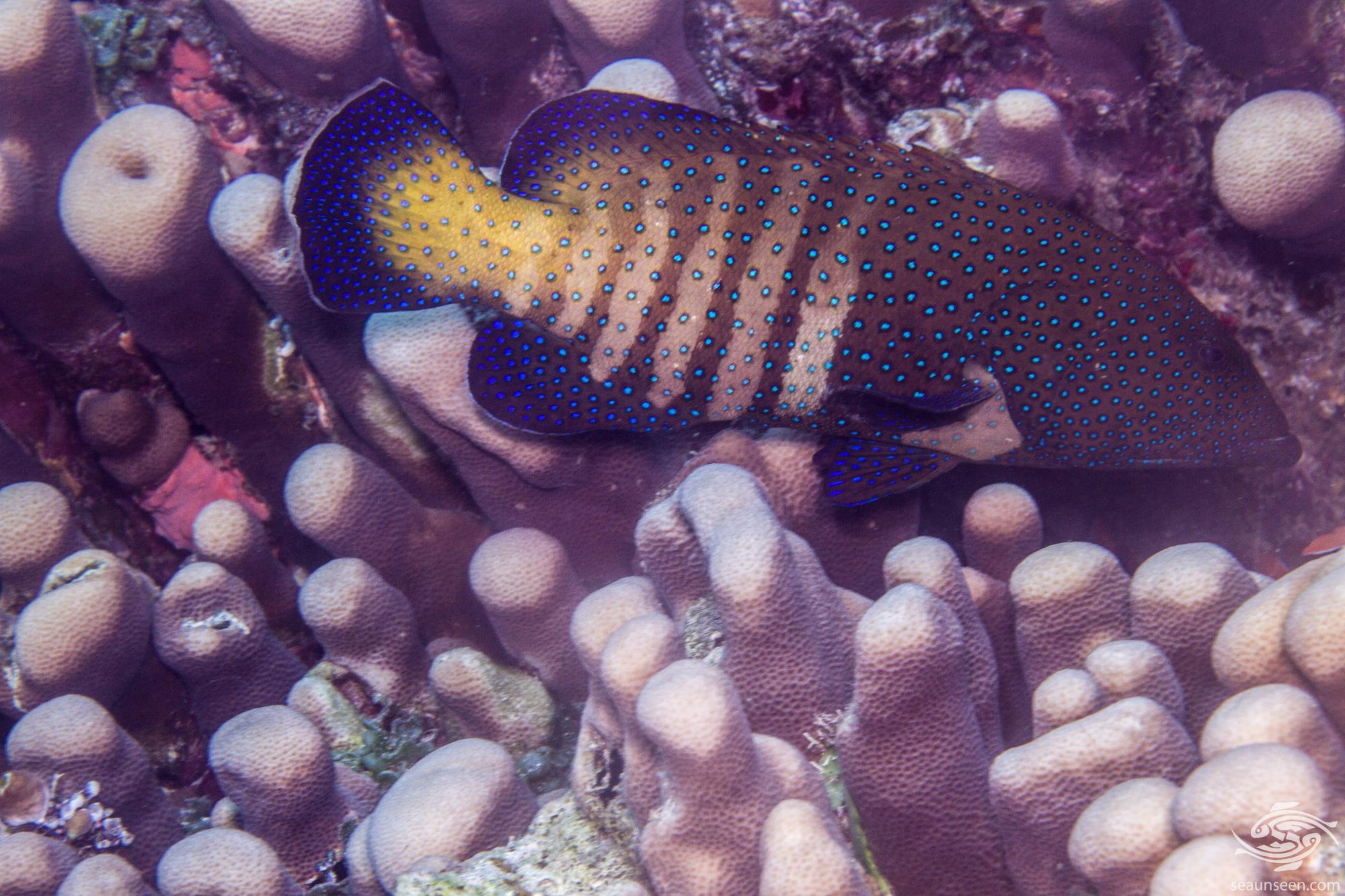 Peacock Grouper