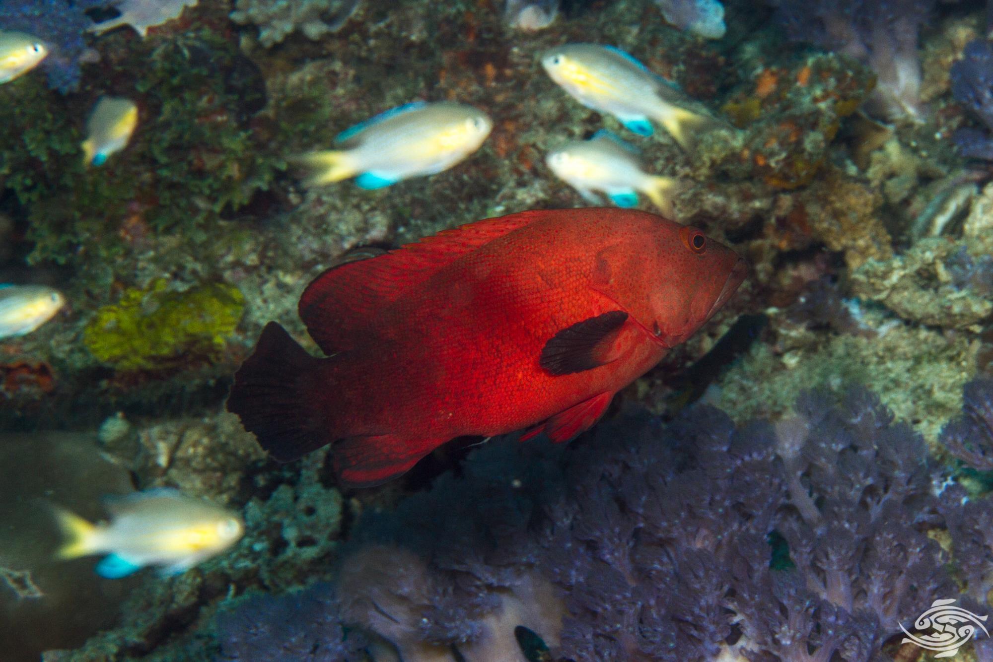 Red Grouper