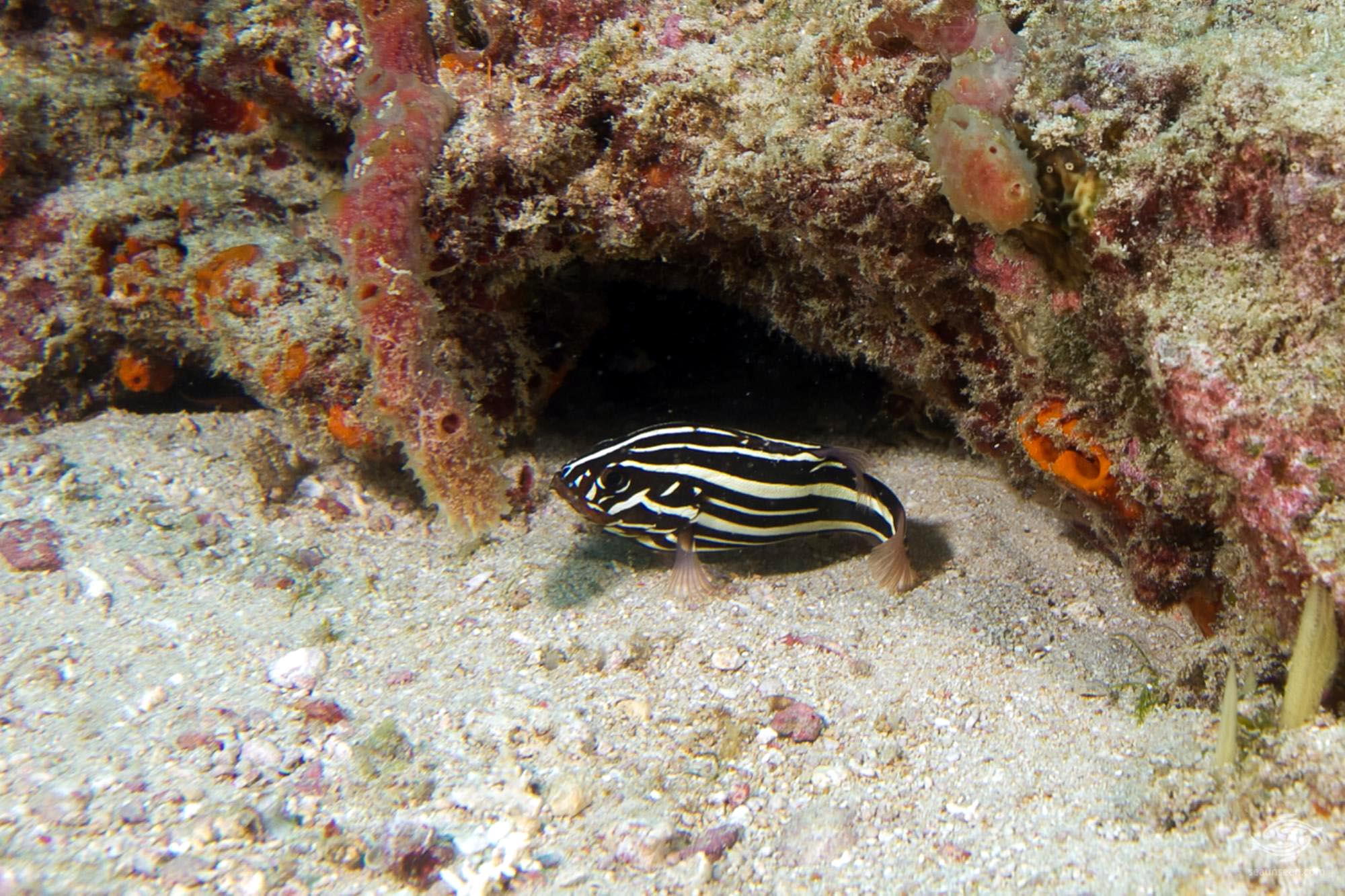 Six Lined Grouper