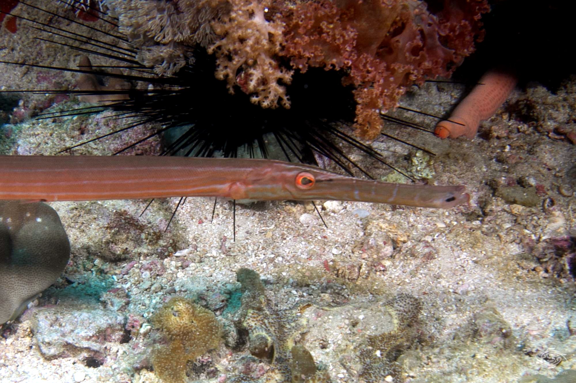 Trumpet Fish