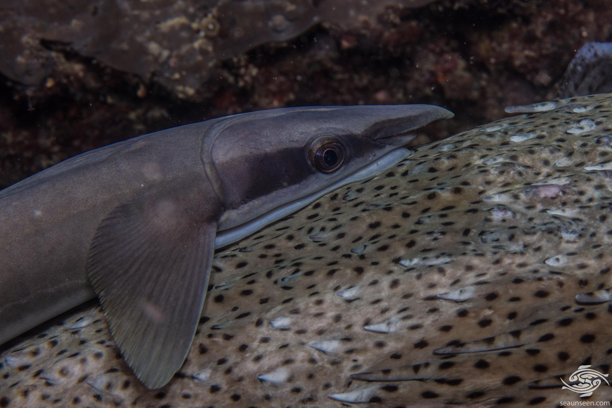 Remora