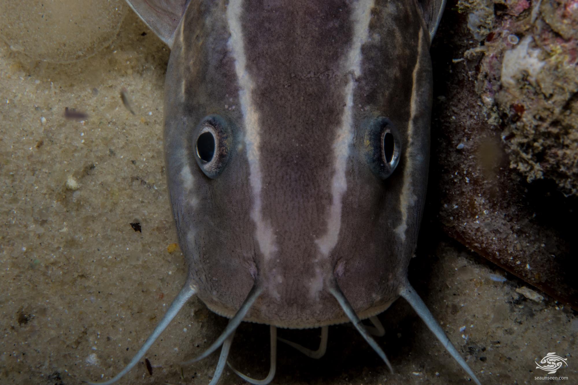Marine Catfish