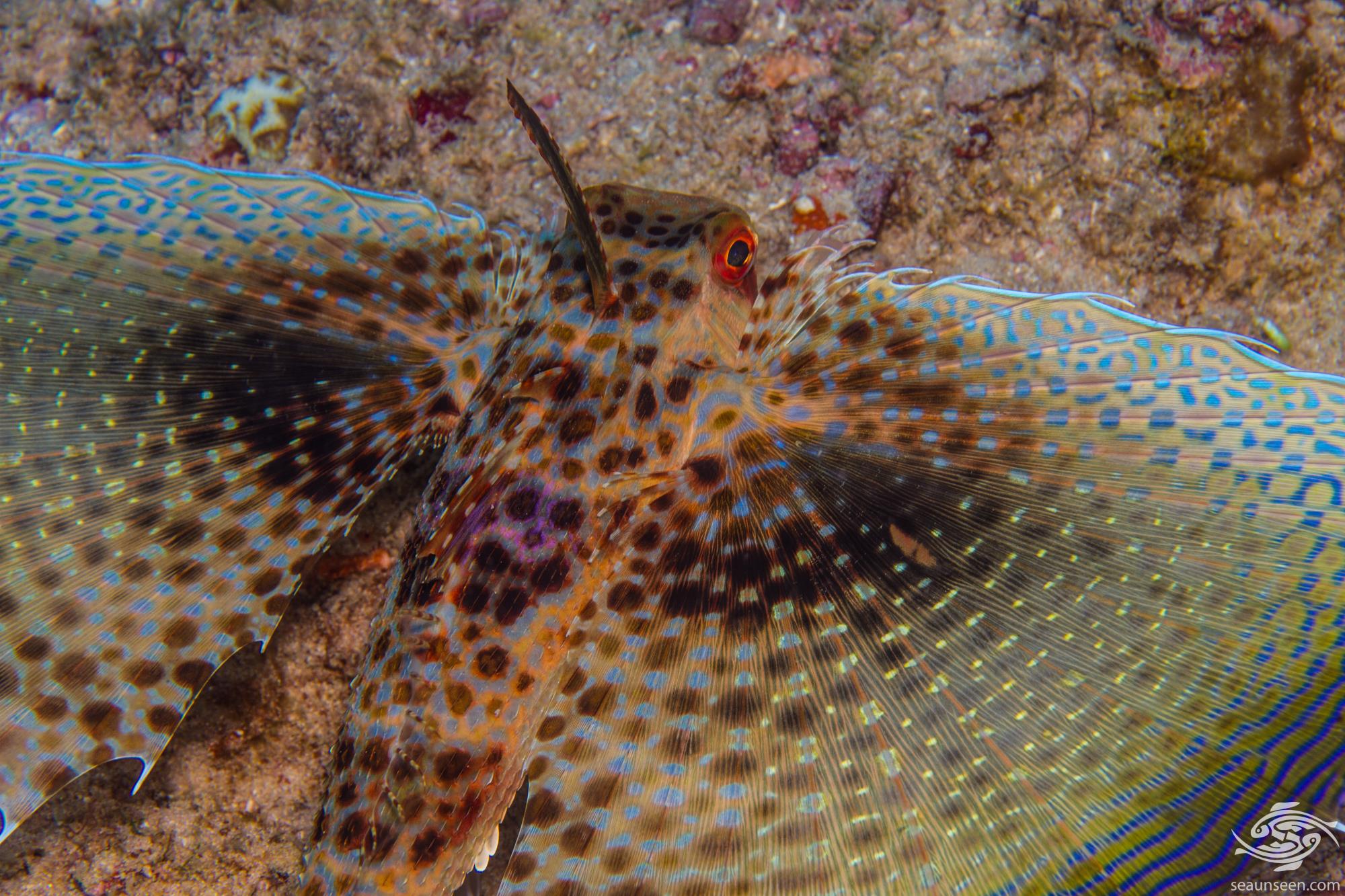 Flying Gurnard